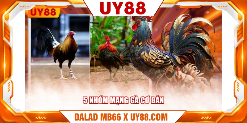 5 nhóm mạng gà cơ bản 5 nhóm mạng gà cơ bản