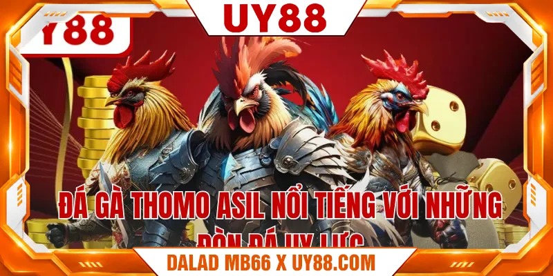 Đá gà Thomo Asil nổi tiếng với những đòn đá uy lực