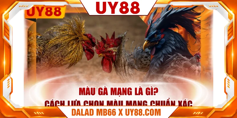 Màu Gà Mạng Là Gì? Cách Lựa Chọn Màu Mạng Chuẩn Xác