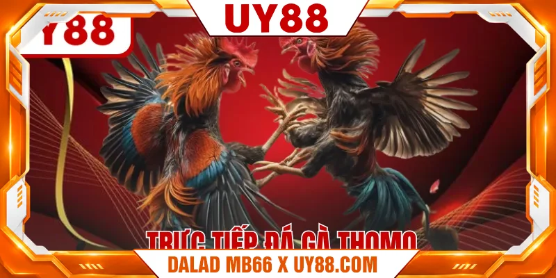 Trực Tiếp Đá Gà Thomo - Đấu Trường Sôi Động Phần Thưởng Hấp Dẫn